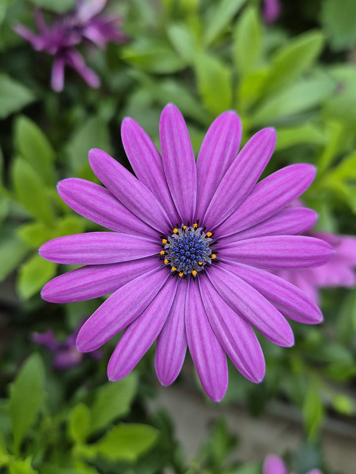 Purple Daisy Flower